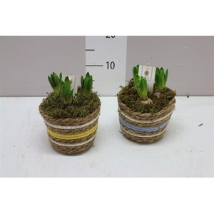 Hyacinth Mix 3413 Carry Me Home 3pp