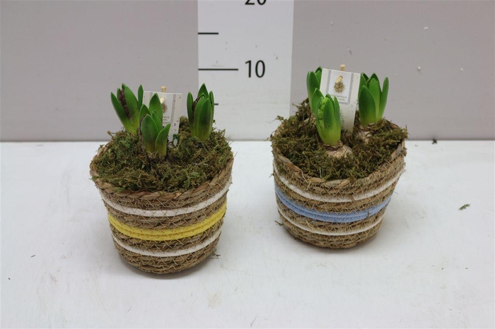 <h4>Hyacinth Mix 3413 Carry Me Home 3pp</h4>