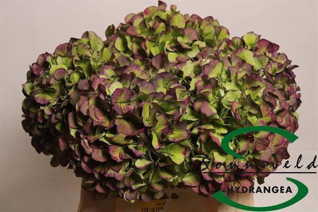 <h4>HYDR M CH VERENA CL</h4>