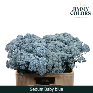 Sedum L55 Klbh. Licht blauw