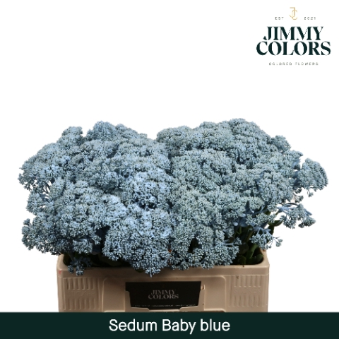 <h4>Sedum L55 Klbh. Licht blauw</h4>