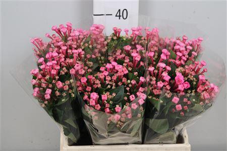 <h4>Bouvardia EN 'Royal Roza'</h4>