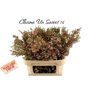 CHAME UN MY SWEET 16