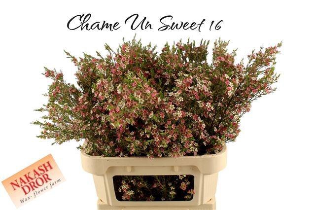 <h4>CHAME UN MY SWEET 16</h4>