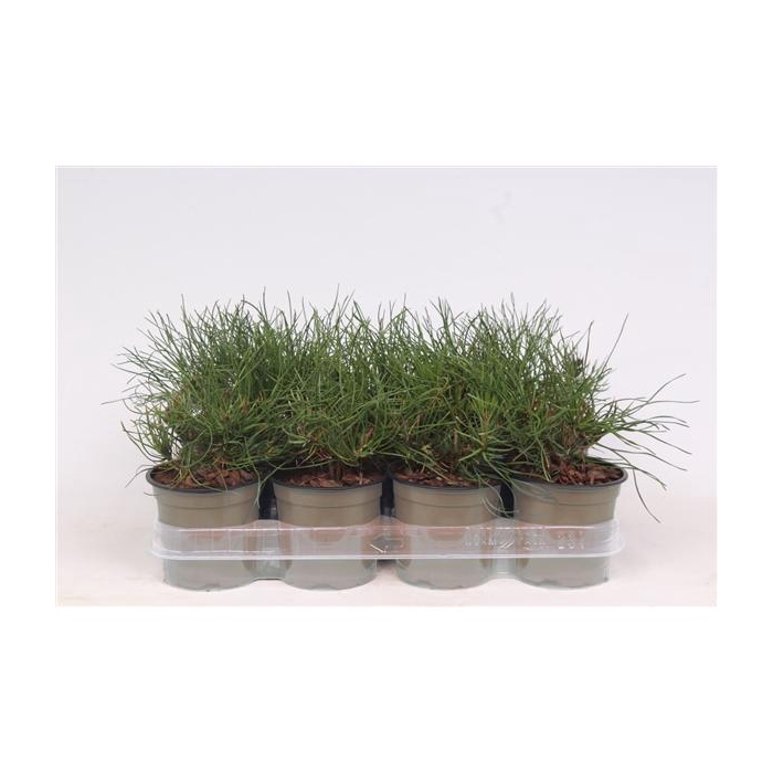 <h4>Pinus mugo mughus</h4>