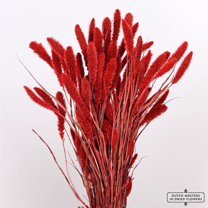 Dried Setaria Red Bunch