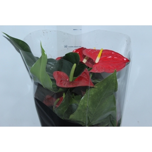 ANTHURIUM MICHIGAN P17 PREMIUM