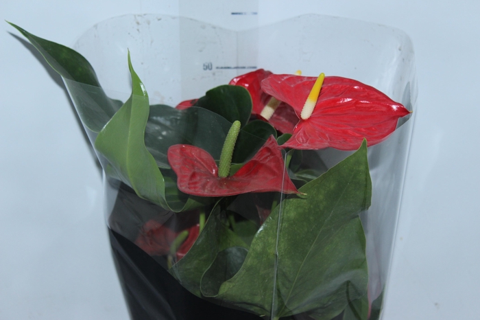 ANTHURIUM MICHIGAN P17 PREMIUM