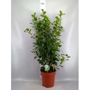 Ficus microcarpa 'Moclame'