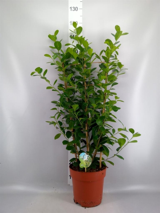 <h4>Ficus microcarpa 'Moclame'</h4>