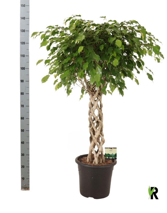 <h4>FIC BE EXOTICA</h4>