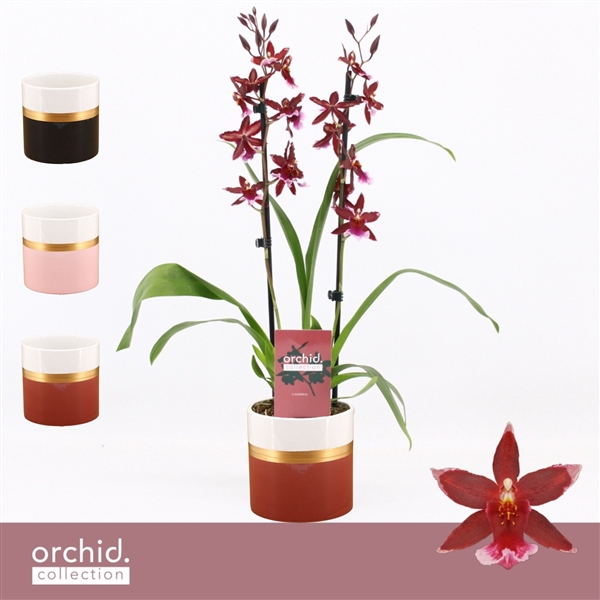 <h4>Barrocco Red, 2-spike in Dolomite Horizon 'Orchid Collection'</h4>