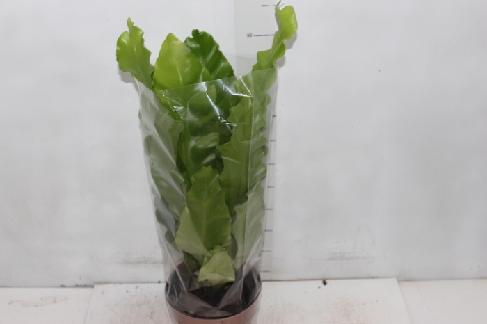<h4>ASPLENIUM NIDUS P17</h4>