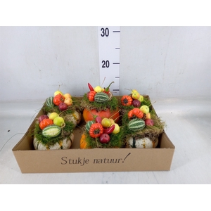 Cucurbita