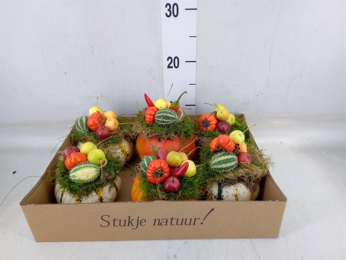 <h4>Cucurbita</h4>
