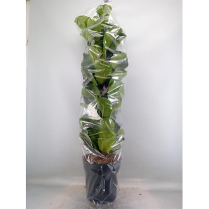Ficus lyrata 'Bambino'