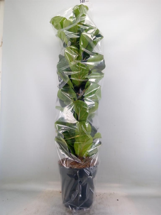 <h4>Ficus lyrata 'Bambino'</h4>