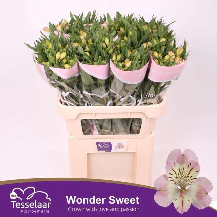 <h4>ALSTR WONDER SWEET ALSTROEMERIA WON</h4>
