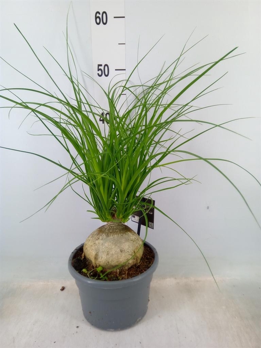 <h4>Nolina recurvata   ...</h4>