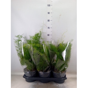 Asparagus dens. 'Sprengeri'