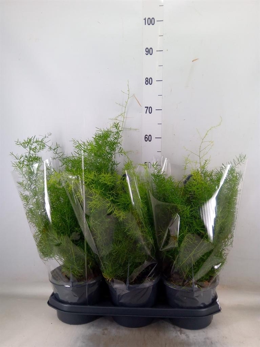 <h4>Asparagus dens. 'Sprengeri'</h4>