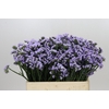 Limonium Sinuatum Donau Birds