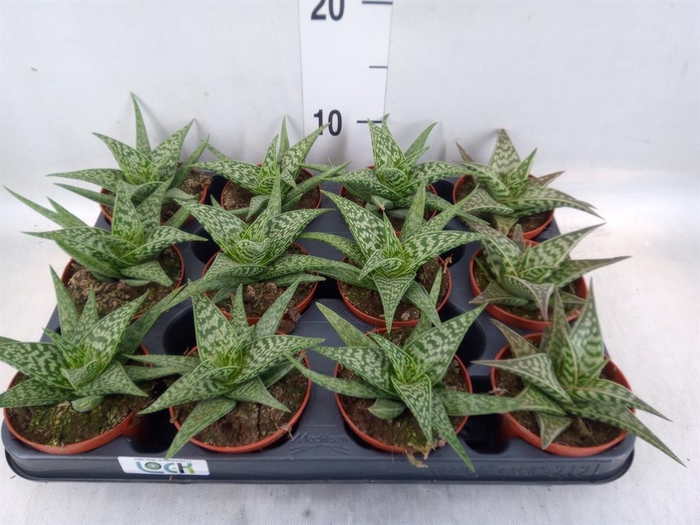 <h4>Aloe variegata</h4>