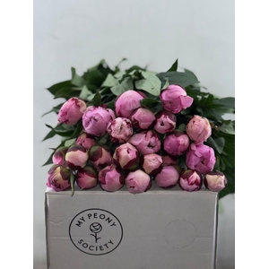 Paeonia Sarah Bernhardt