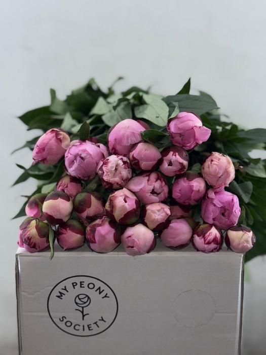 Paeonia Sarah Bernhardt