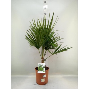 Trachycarpus fortunei