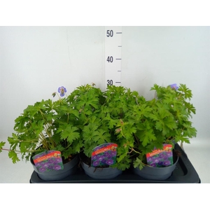 Geranium  'Johnson Blue'