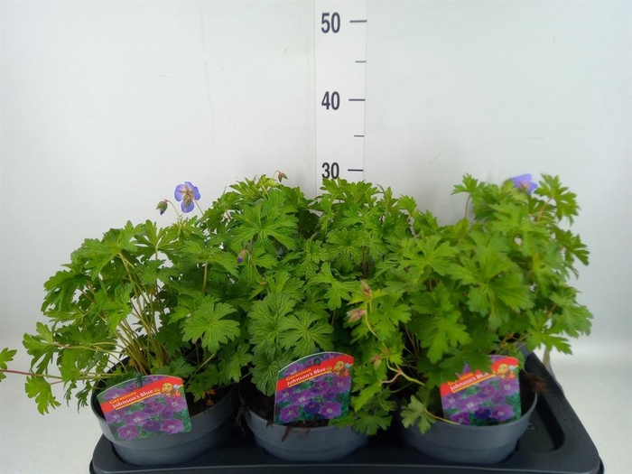 <h4>Geranium  'Johnson Blue'</h4>
