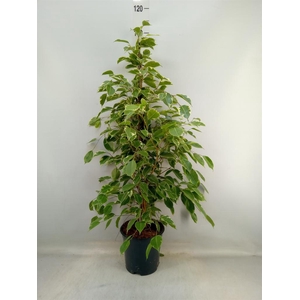 Ficus benja. 'Golden King'