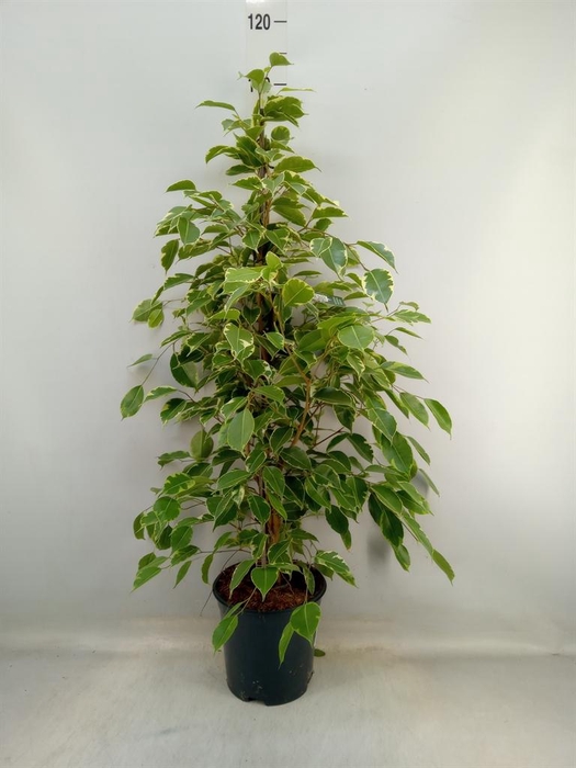 <h4>Ficus benja. 'Golden King'</h4>