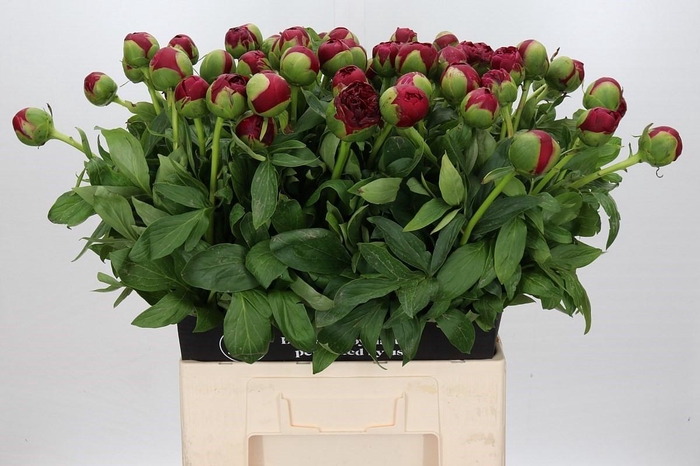 <h4>Paeonia Diana Parks</h4>