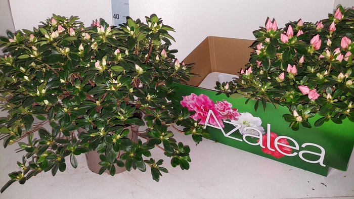 <h4>RHODO SI THESLA</h4>