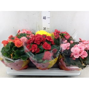 Begonia elat. DU   ...mix