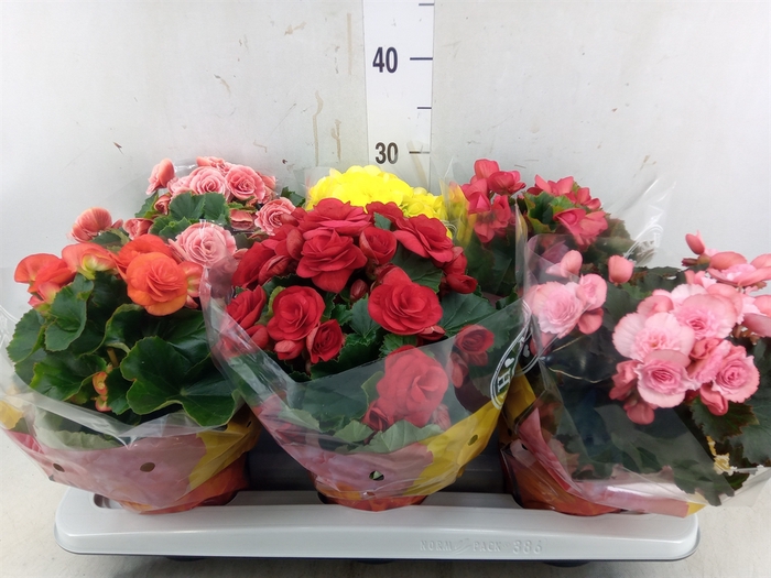 <h4>Begonia elat. DU   ...mix</h4>