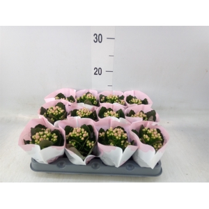Kalanchoe  'MoreFlow Lillian'