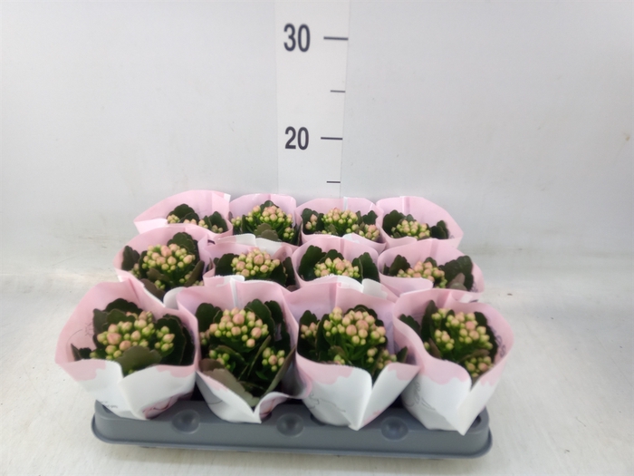 <h4>Kalanchoe  'MoreFlow Lillian'</h4>