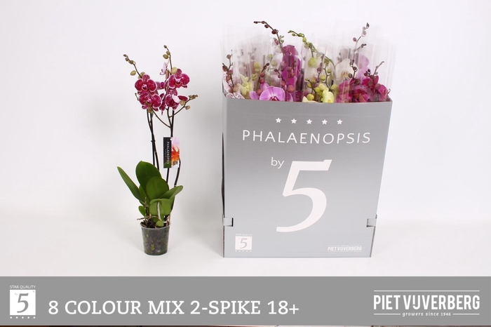 <h4>PHAL GEM 8 KL</h4>