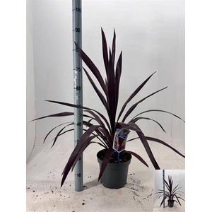 CORD SUPERSTAR P23 90CM