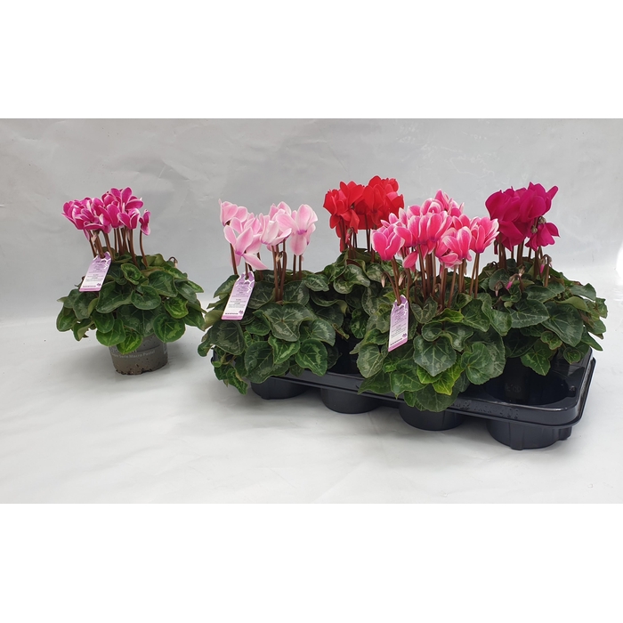 <h4>Cyclamen persicum midi SS Macro 12Ø 30cm</h4>