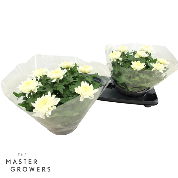 <h4>Deco Chrysant Cosmo Wit Schaal 23cm 7pp</h4>