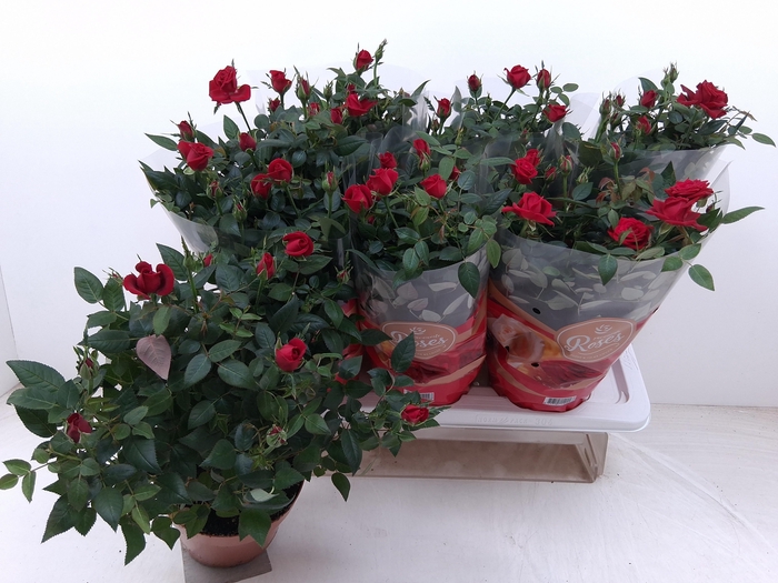 <h4>RO FAV RO RED</h4>