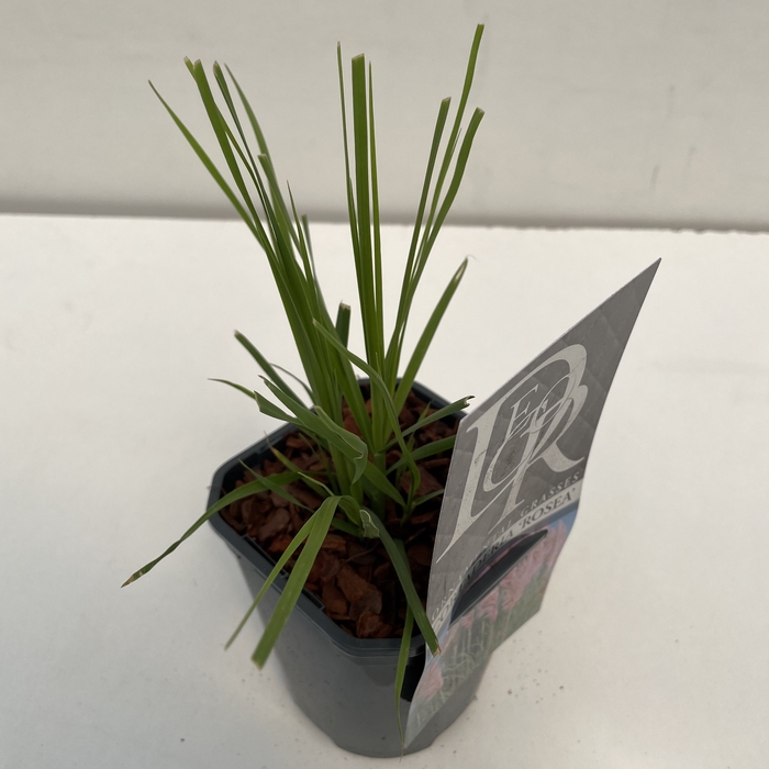 <h4>Cortaderia 'Rosea' P13</h4>