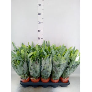 Phlebodium aureum 'Blue Star'