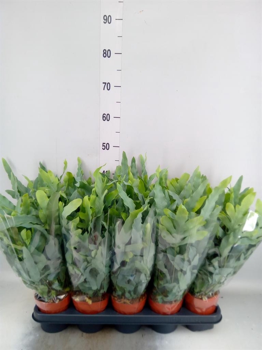 <h4>Phlebodium aureum 'Blue Star'</h4>