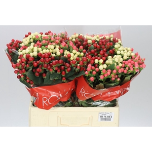 Hyp Rainbow Romance