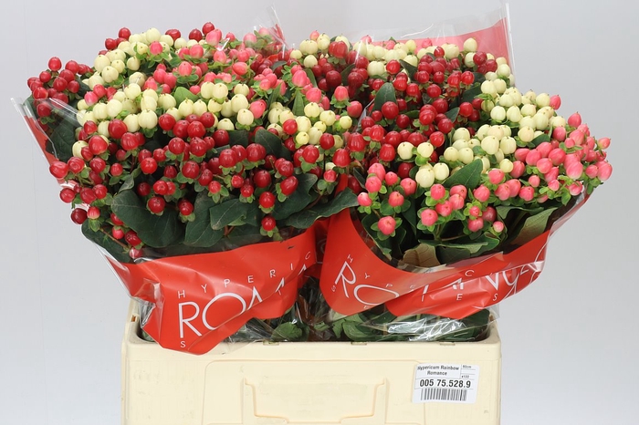 <h4>Hyp Rainbow Romance</h4>
